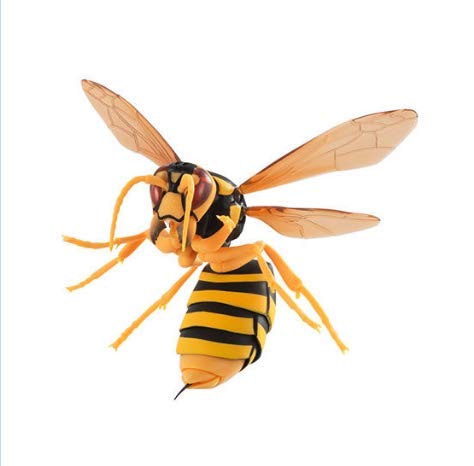 Amazon | すずめばち 神秘的な昆虫の生態を再現 【2.キイロスズメバチ